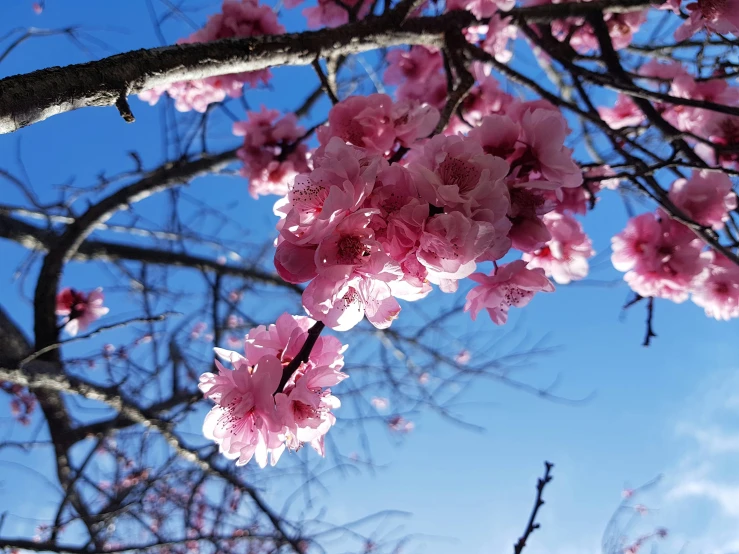 pink flowers hang from the nches of a tree