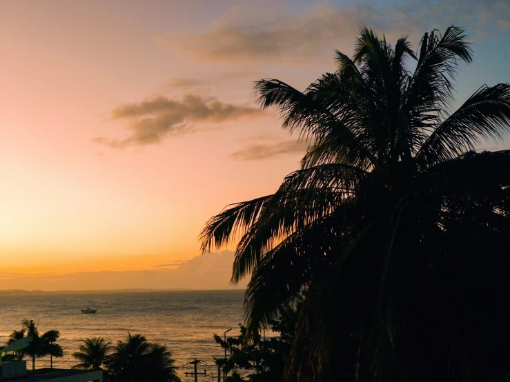 a palm tree silhouetted against the sunset with the ocean and distant mountains behind it