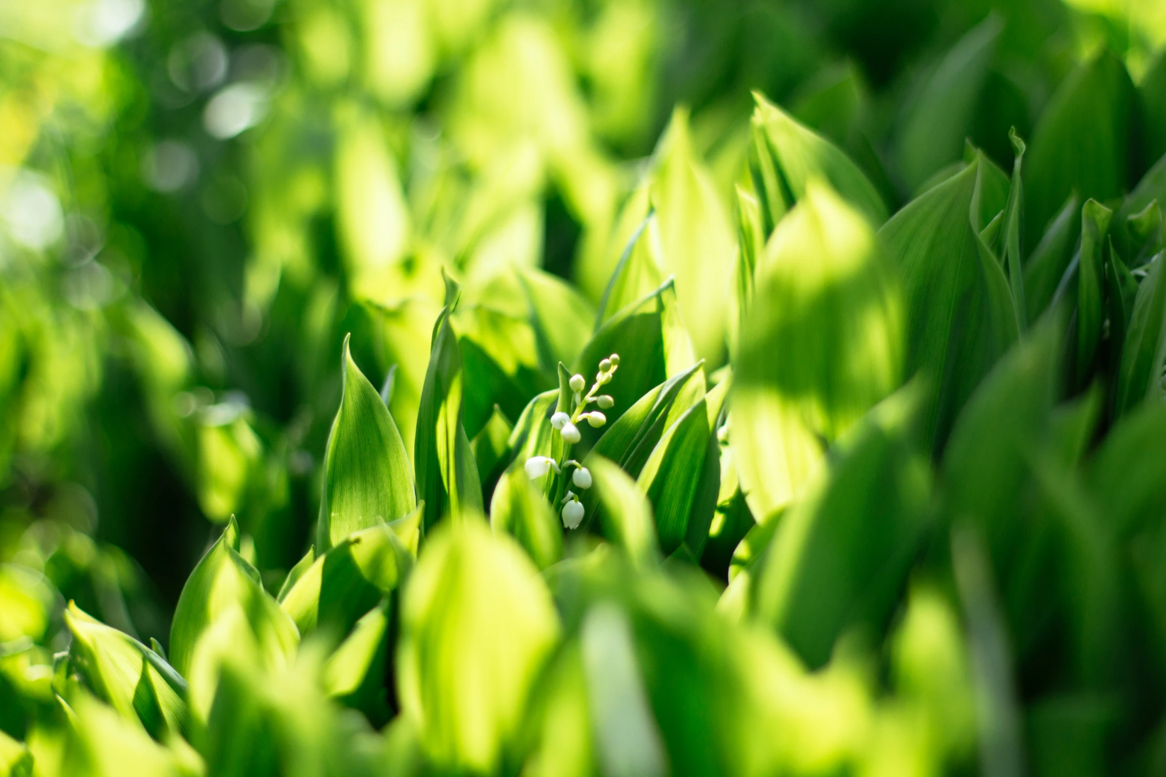 closeup of green leafy leaves in a park