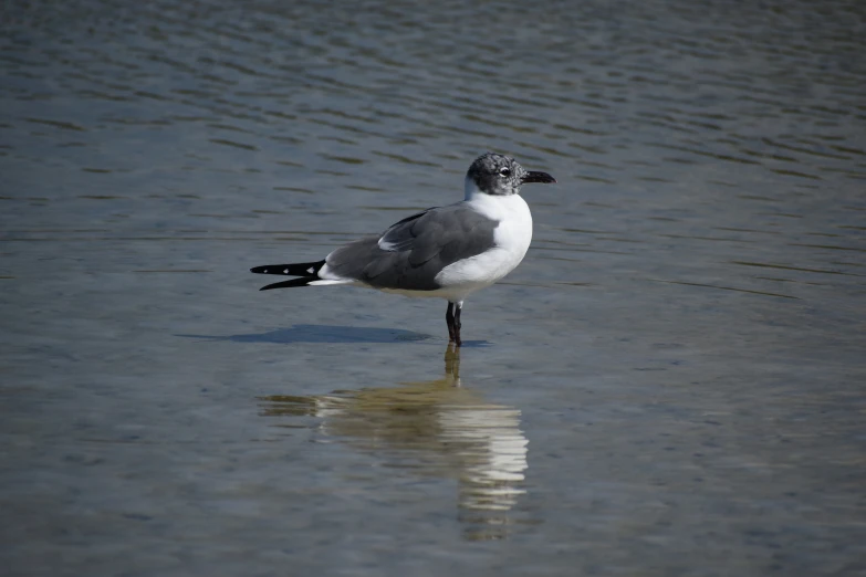 a bird standing in a body of water