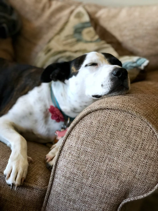 a dog lies down and sleeps on a couch