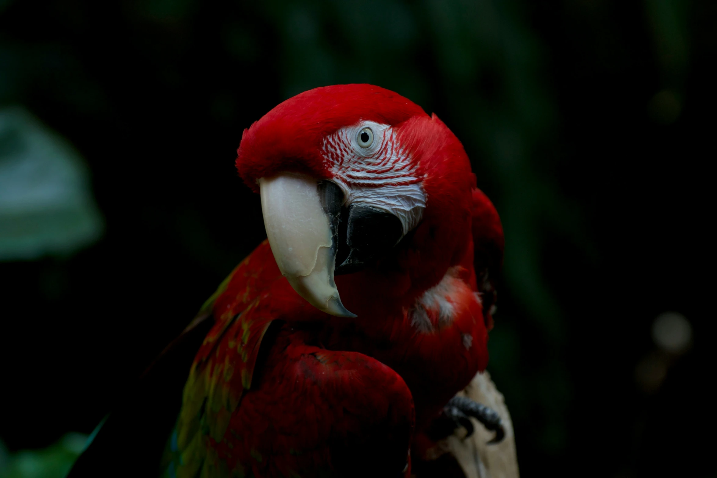 the parrot is perched with it's head turned