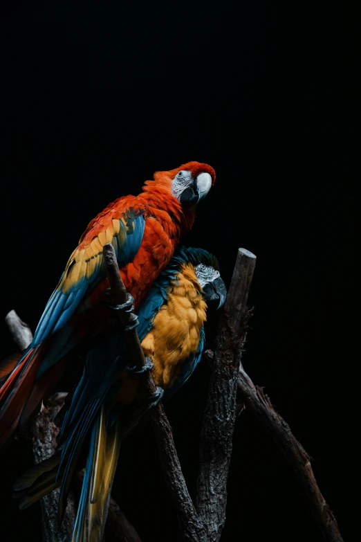 two bright parrots sit together on a nch