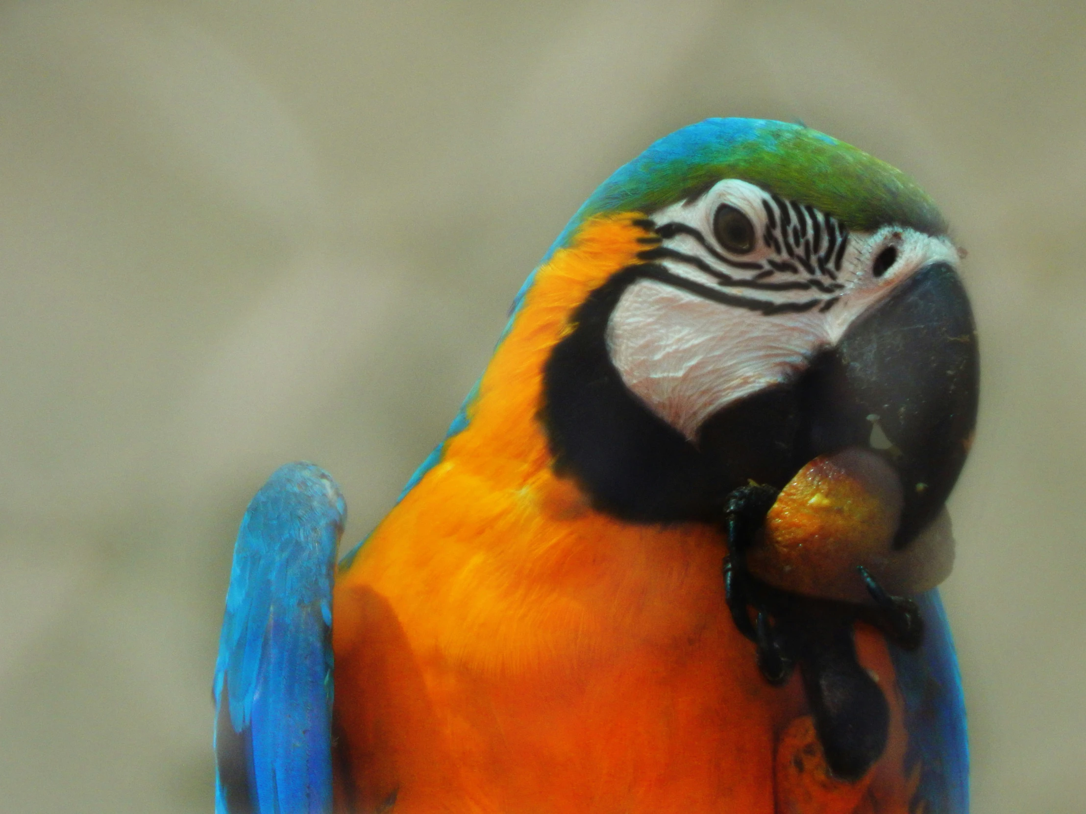 an orange and blue parrot sits on a tree nch