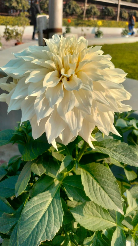 a large, white flower with green leaves on it