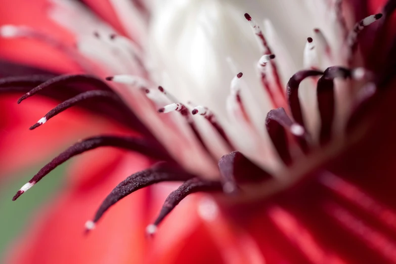 a closeup of a red flower with white center
