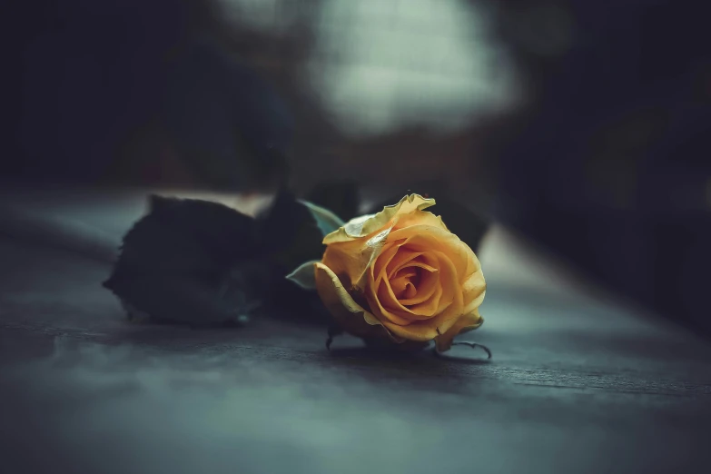 a yellow rose that is on the floor