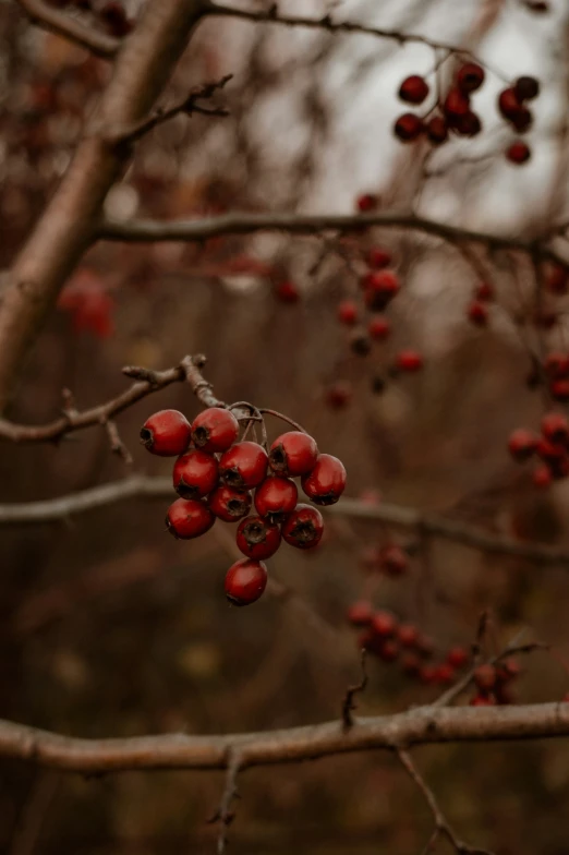 a small tree with some red berries on it