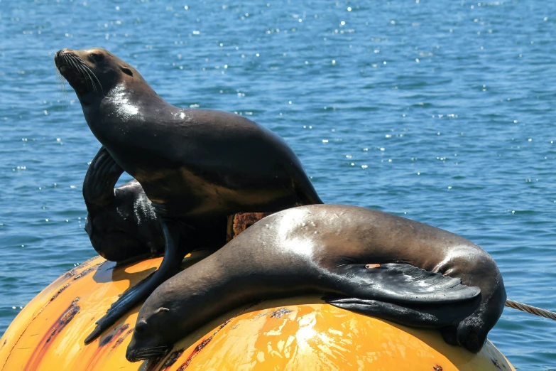 sea lions on a yellow raft in the water