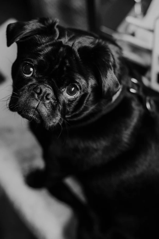 black dog in black and white po with white background