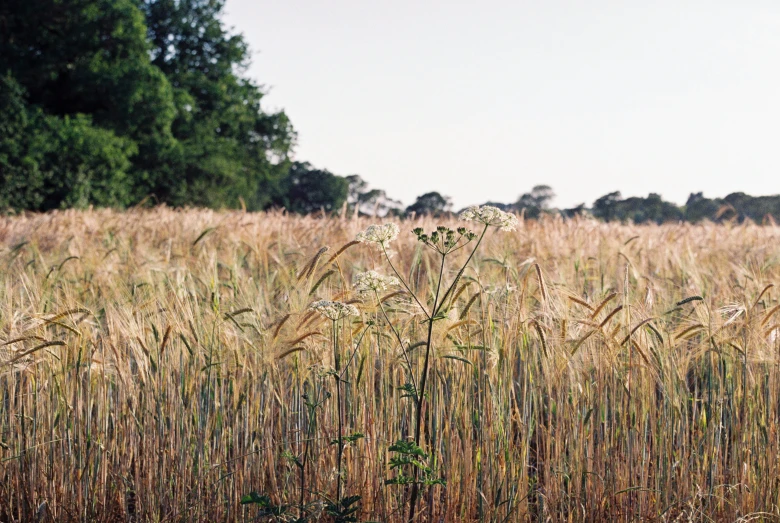 a field of wheat with many tall grass stalks