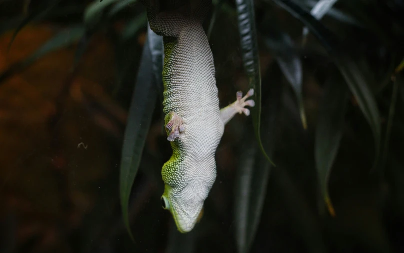 two white lizards hanging from green leaves