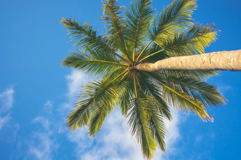 a palm tree against a blue sky is shown