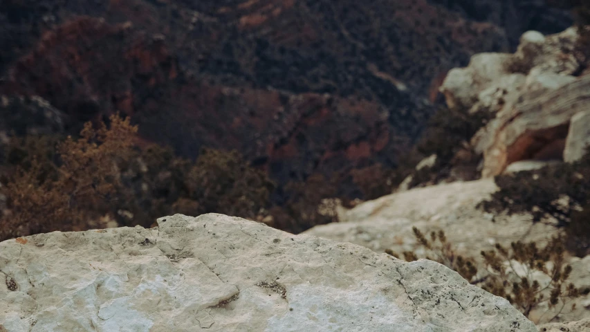 a close - up image of rock with tree in the background