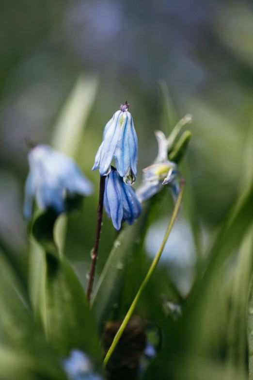 small blue flowers with water drops on them