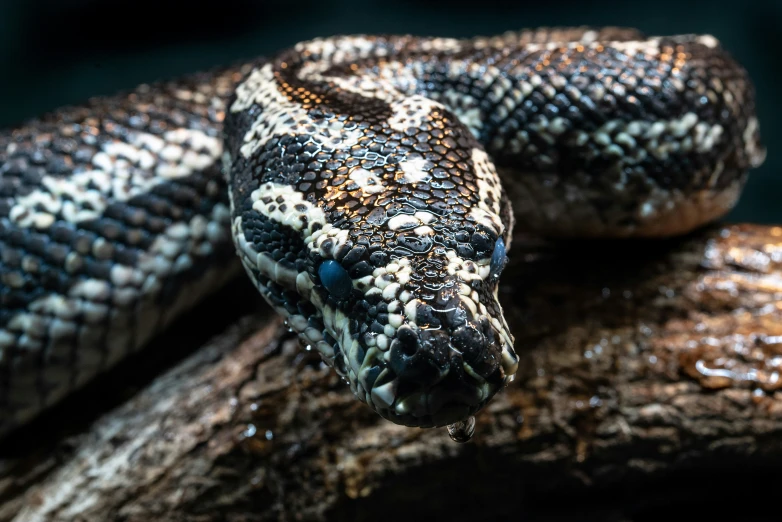 a snake's body is painted black with a white and blue stripe