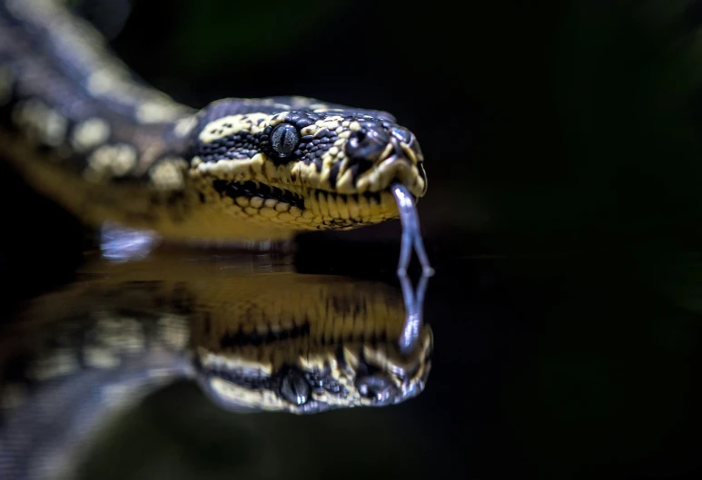 a close up view of a snake's head and body with its reflection