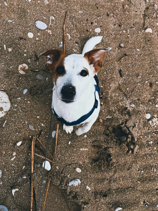 a dog sitting on the ground in front of a stick