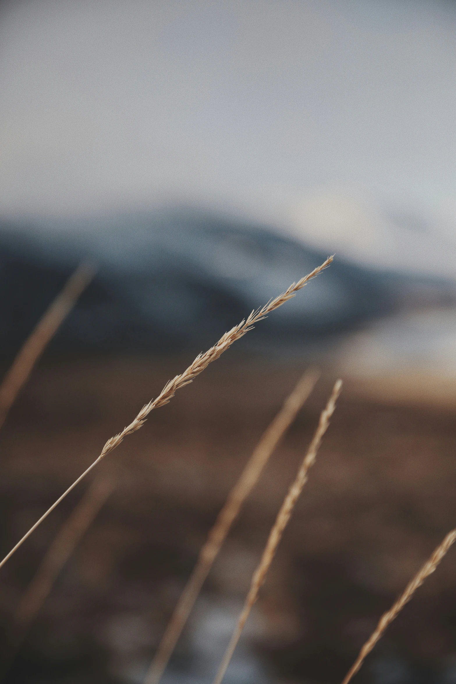 some tall grass with no leaves in the snow