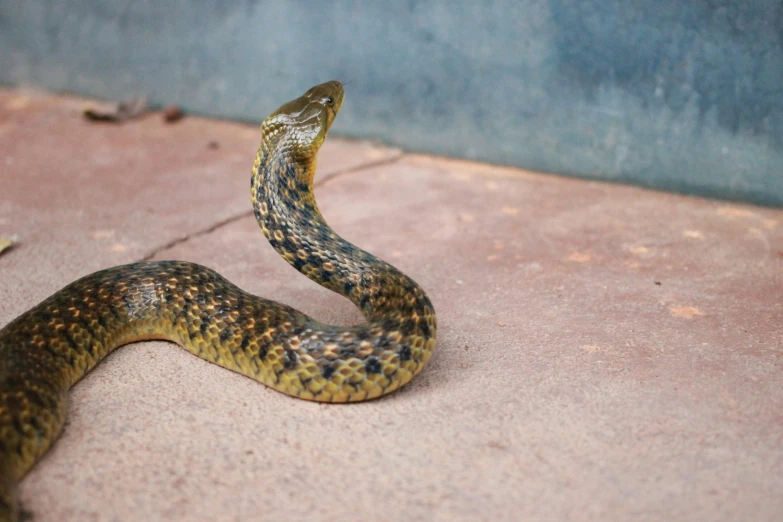 a very large snake sitting on the ground