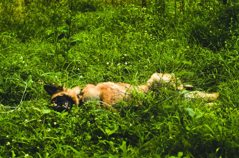 a dog laying in the tall grass while its owner is on his cell phone