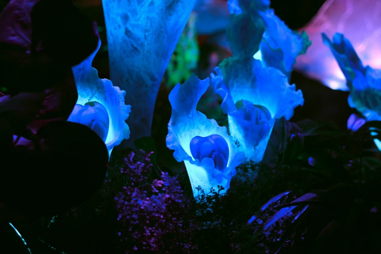 blue flowers glow against dark background at night