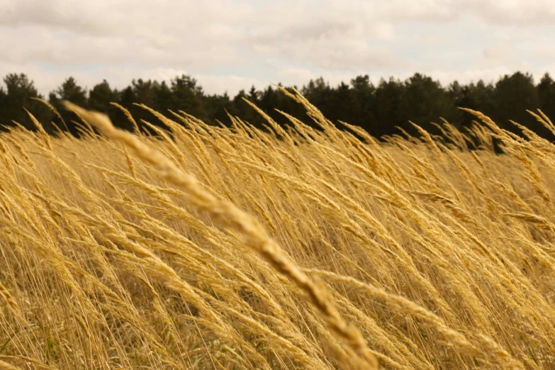 this is tall grass and some trees