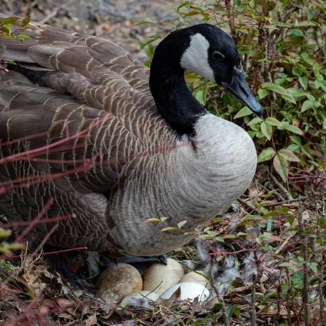 a goose is walking in the tall grass