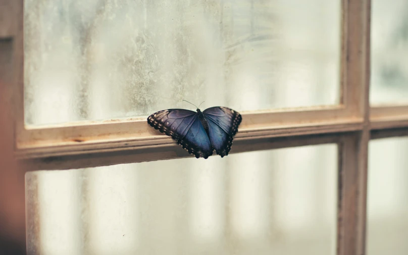 a close - up of a erfly on the outside of a window