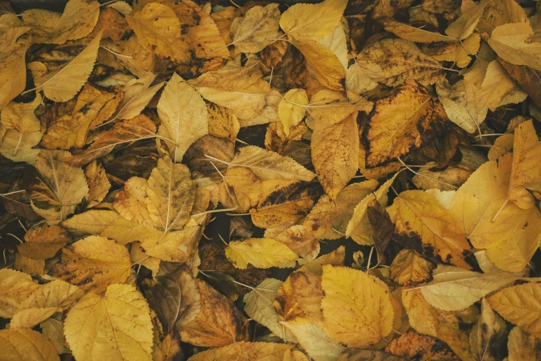 the leaves have fallen from trees and leaves that are all yellow