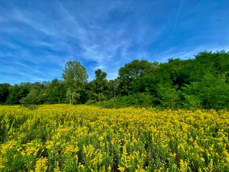 a field full of yellow flowers near trees