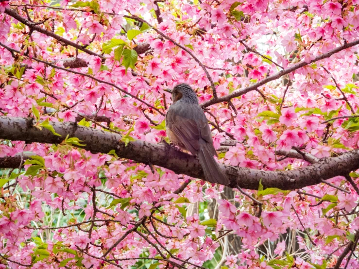 a gray bird is perched in front of pink flowers