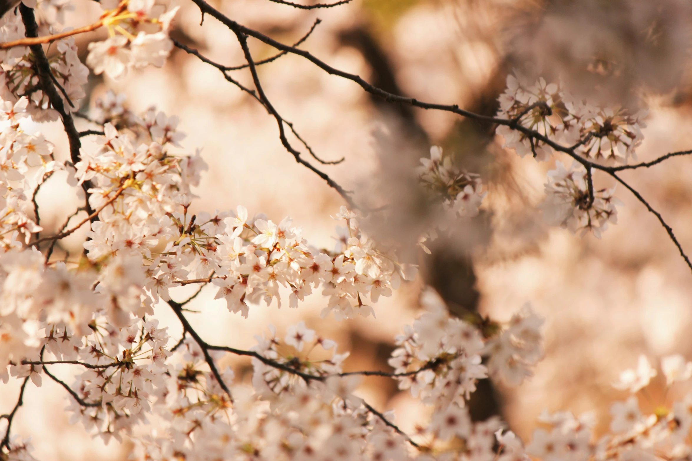 this is a closeup of some pretty white flowers