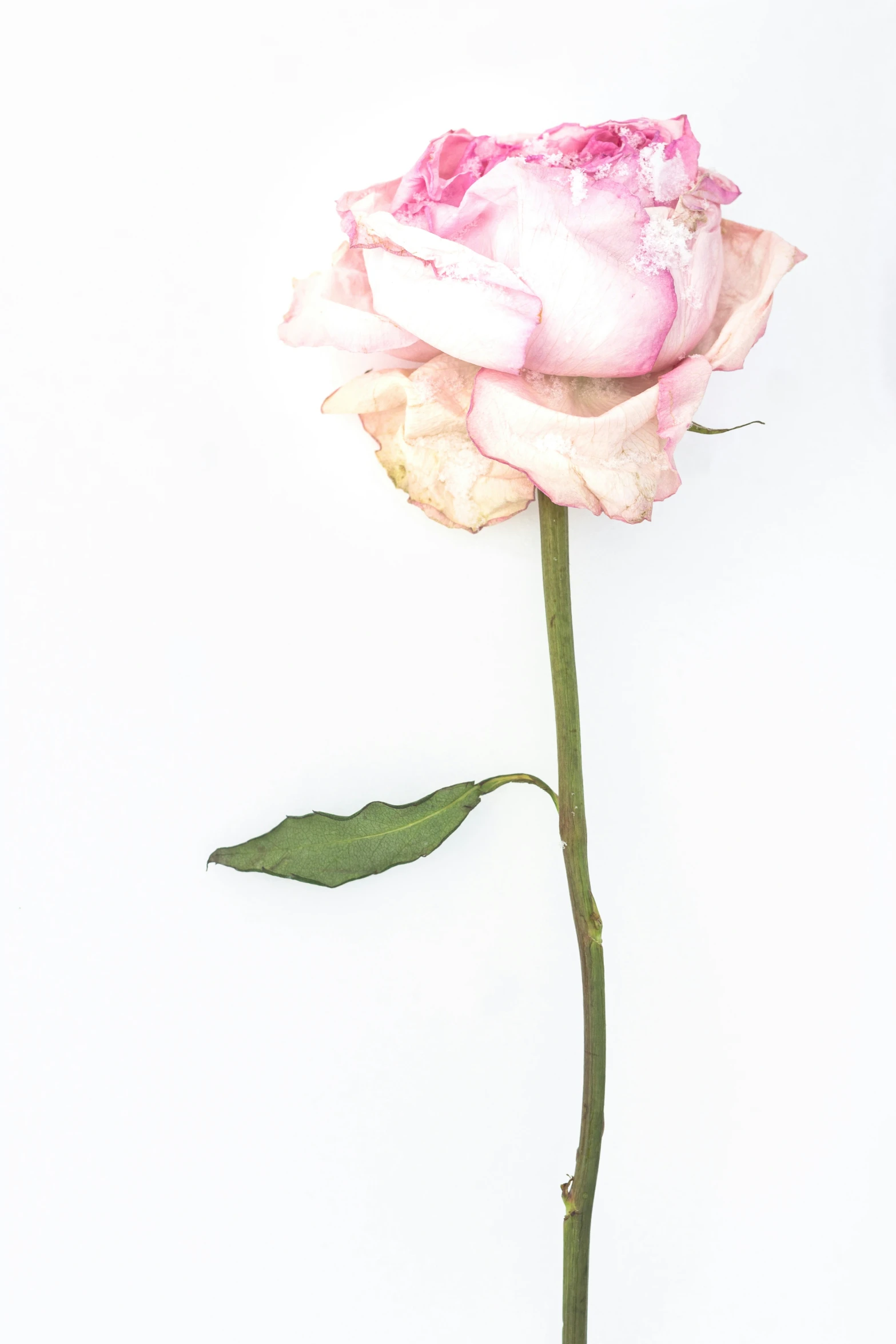 a single pink flower with green stems