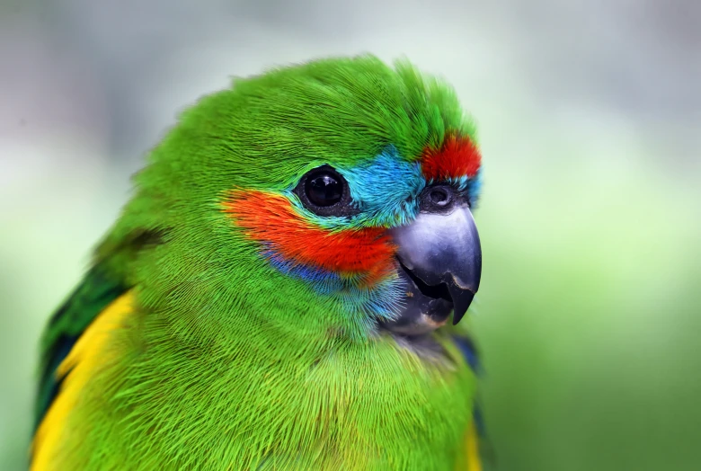 a green, red and blue bird perched on a nch