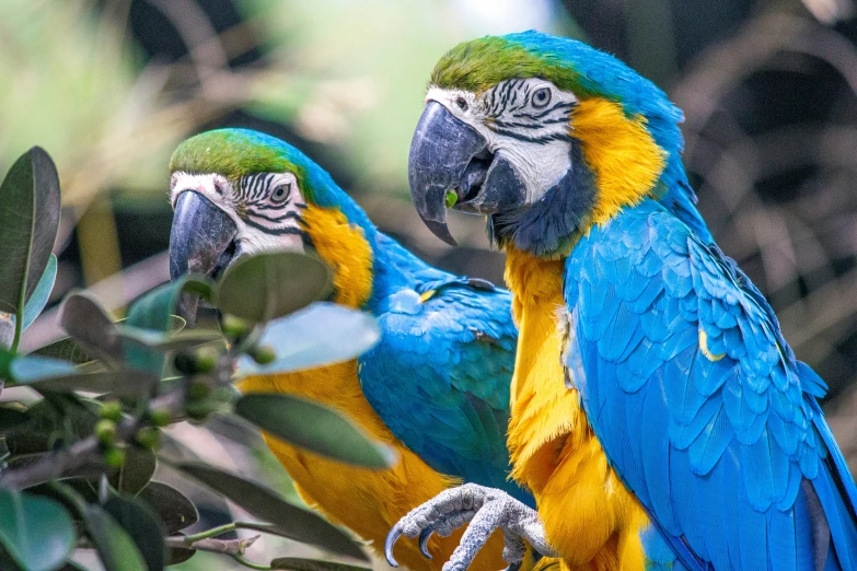 two parrots stand together in the tree nches