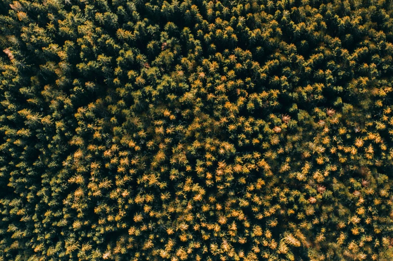 an aerial view of many different trees and bushes