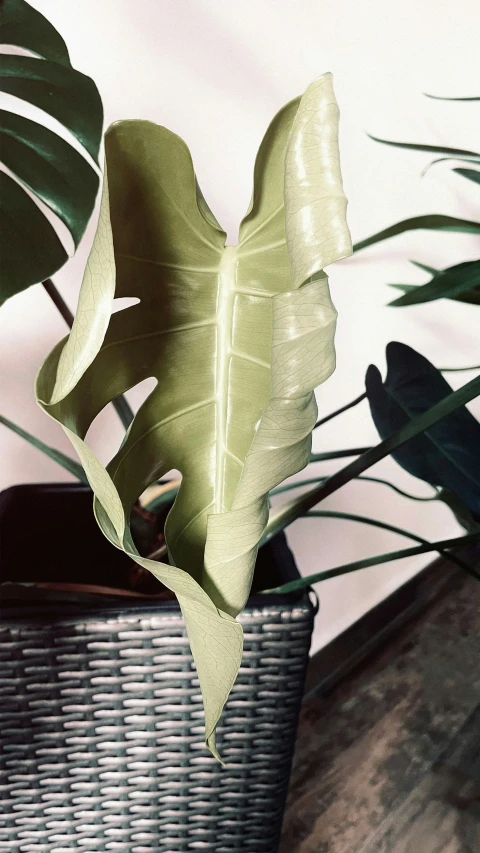 a leafy plant is in a woven basket on a table