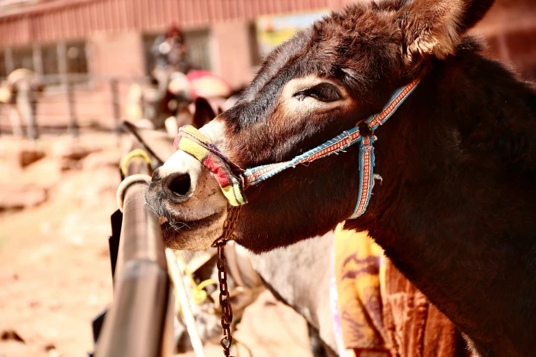 an image of a donkey standing next to another horse