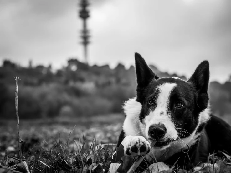 black and white dog on grass with field and trees