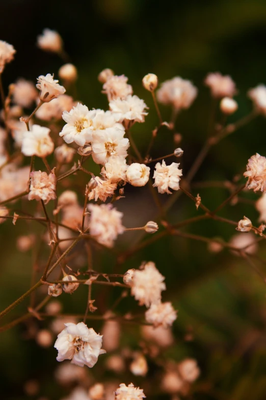 the white flowers are near some green foliage