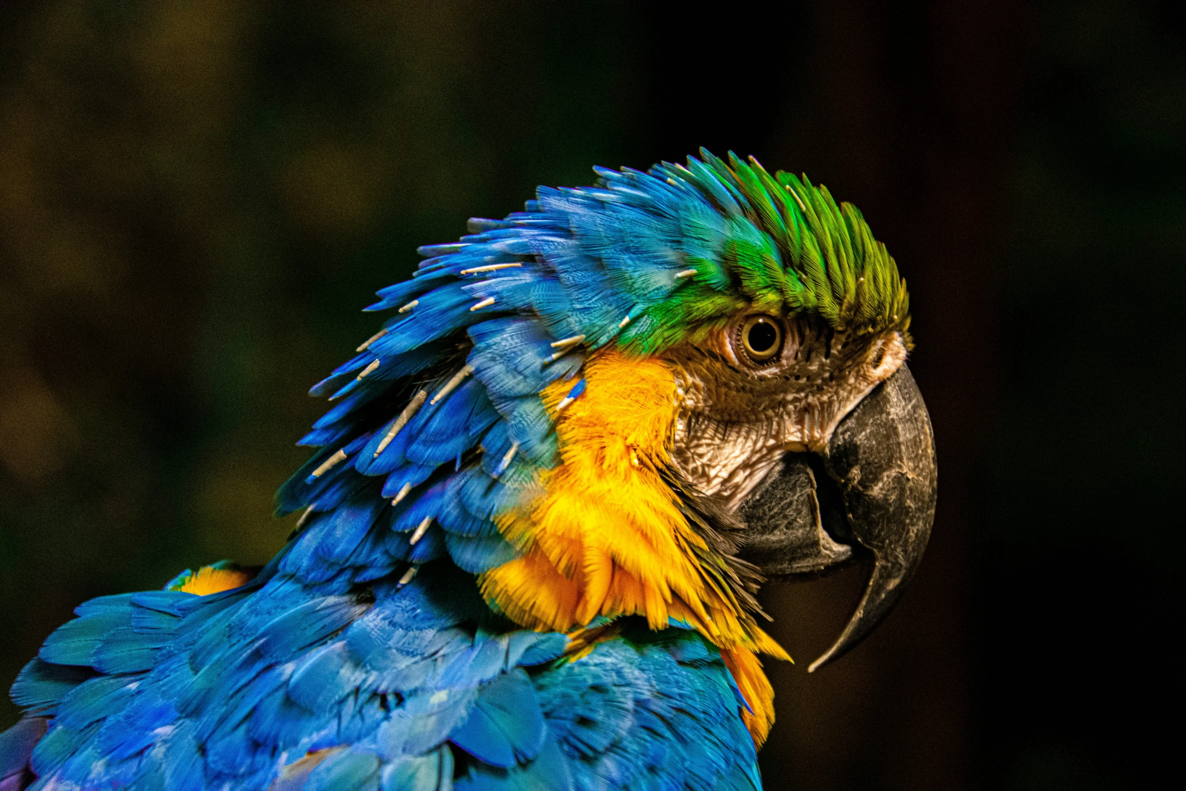 a colorful bird with lots of feathers and a black background