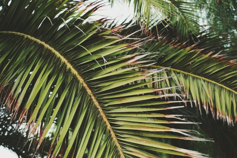 the underside of palm tree leaves with blue sky background