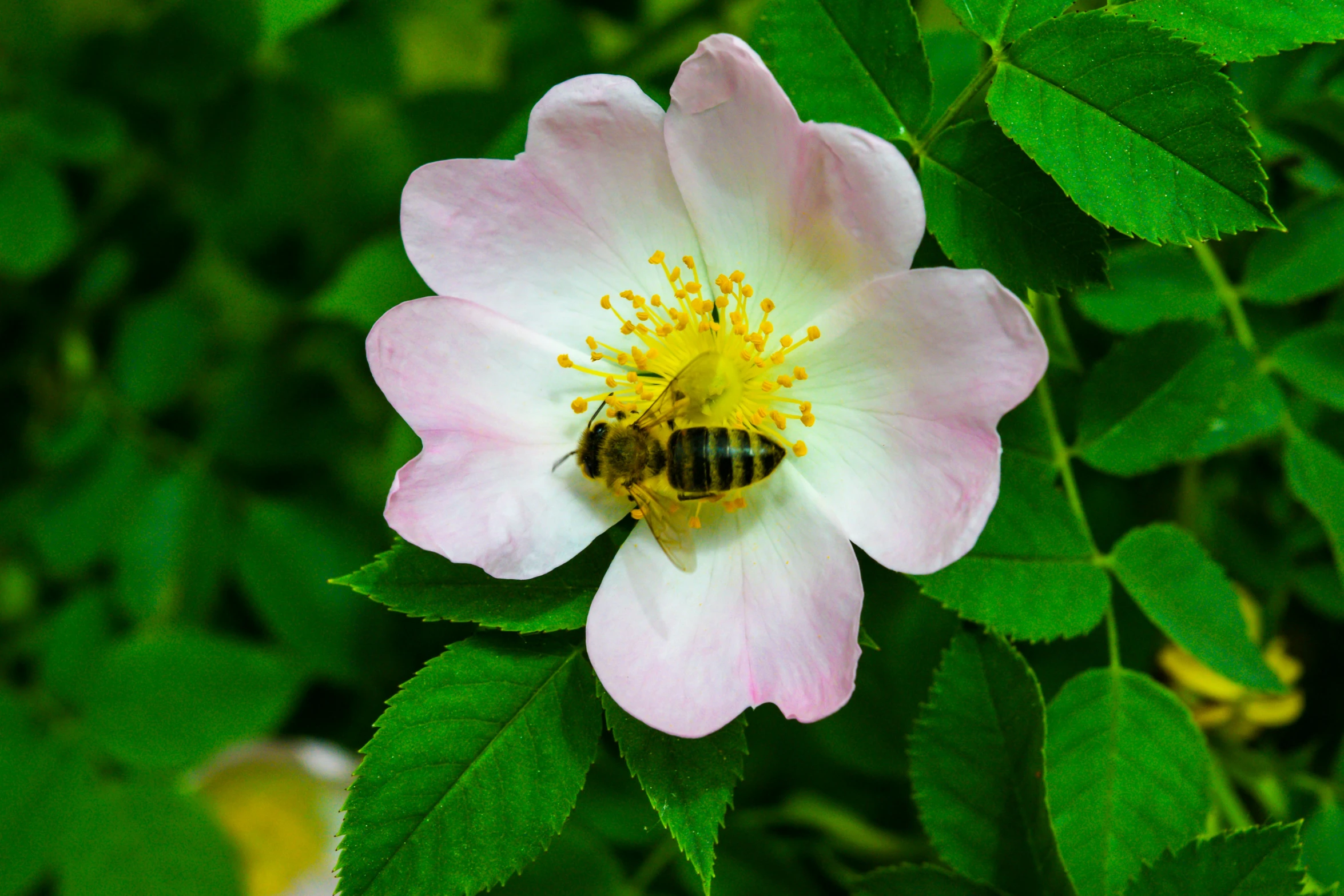 a large pink flower has a bee sitting inside of it