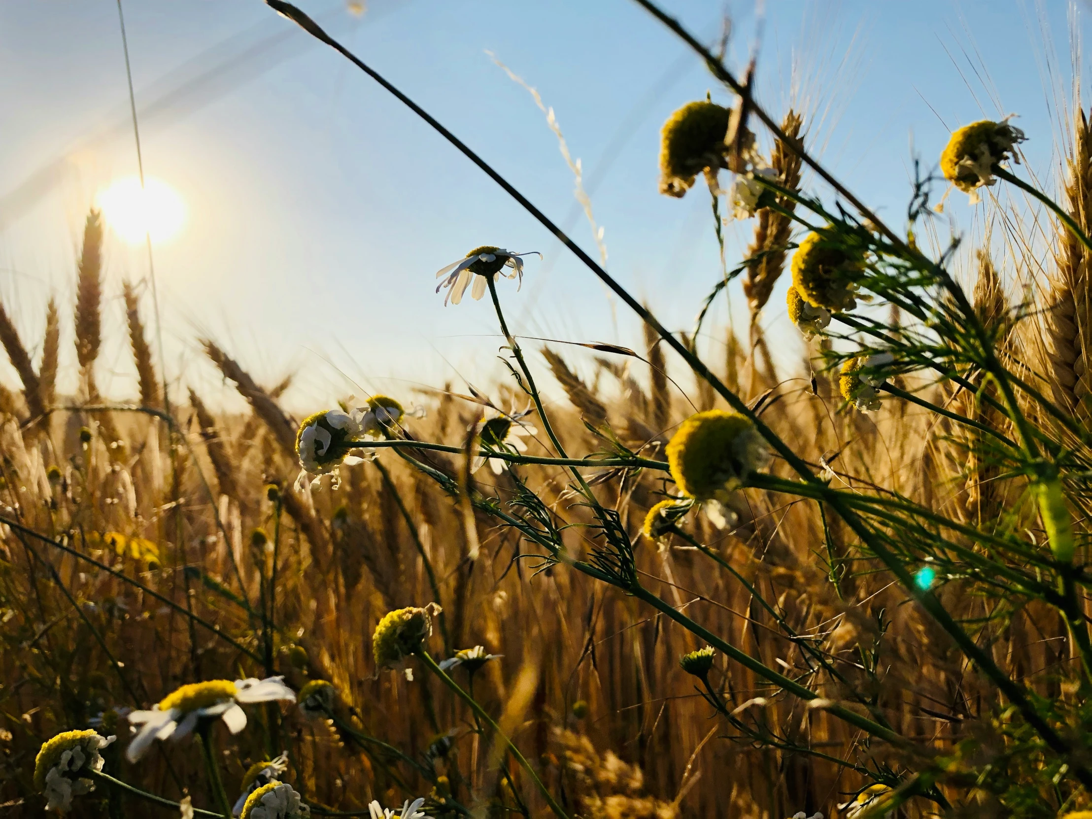 sun shining through a clear blue sky in a field of yellow dandelion