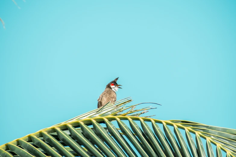 a bird with a red head perches on the top of a palm leaf