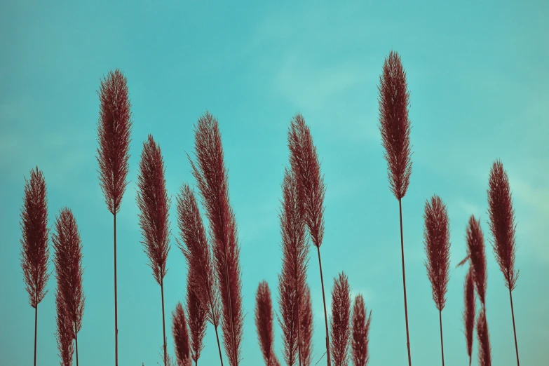 red, large flower stalks in front of a blue sky