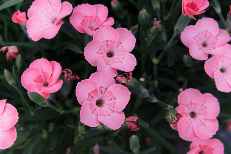 many pink flowers blooming near each other