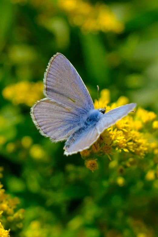 a small blue erfly sits on a yellow flower