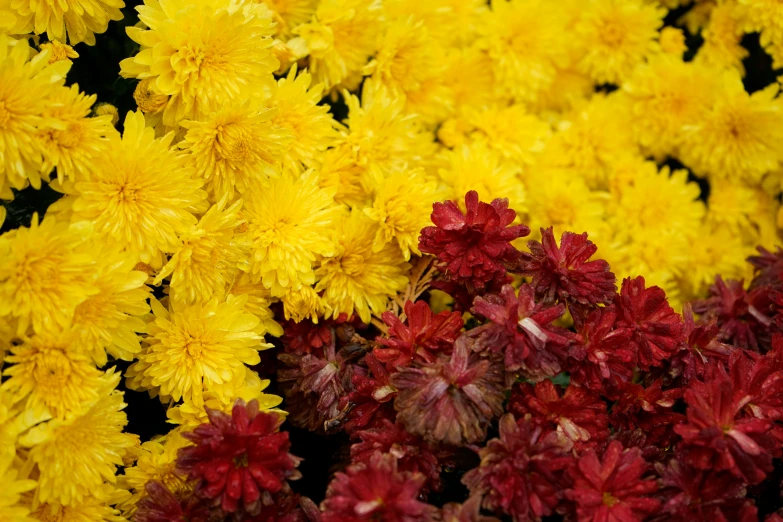 many different colors of flowers on a table